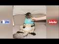 Ultimate funny cats compilation _ Laugh at Loud