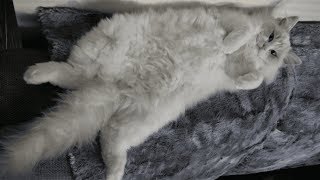 Ragdoll Kitten Being Spoiled by Juniper Ragdoll 519 views 5 years ago 5 minutes, 45 seconds