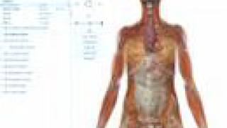 Visible Body: Human Anatomy Atlas