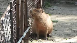 【東山動植物園 カピバラ】まだまだ眠くて、あくびがでます