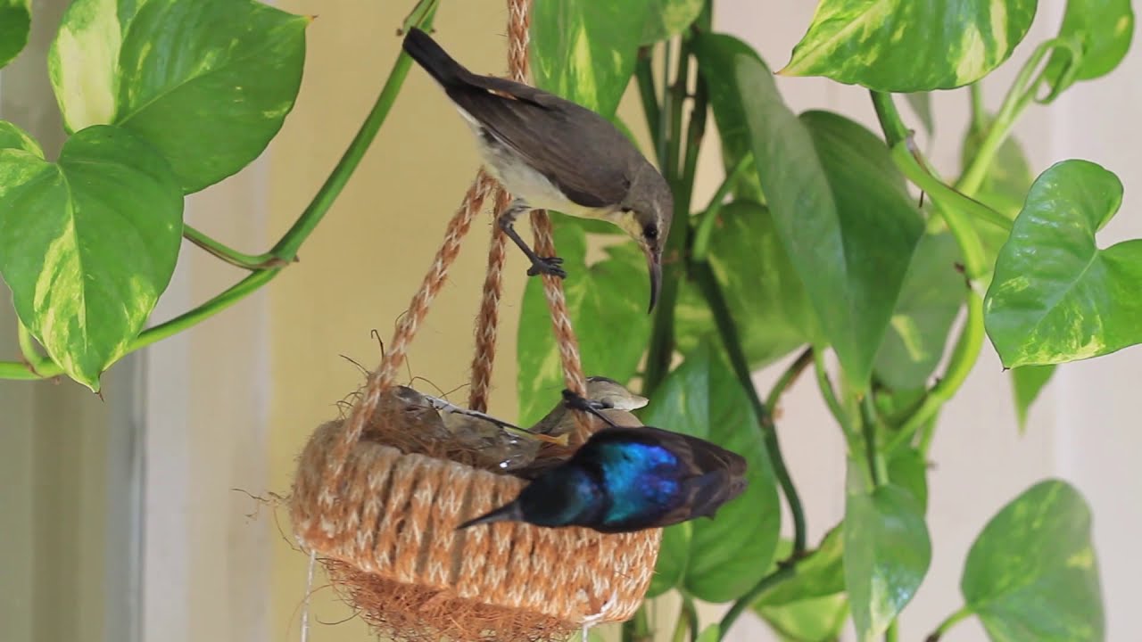 olive-backed sunbird-cinnyris jugularis & purple sunbird-cinnyris