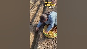 Begini Menanam Jahe di China