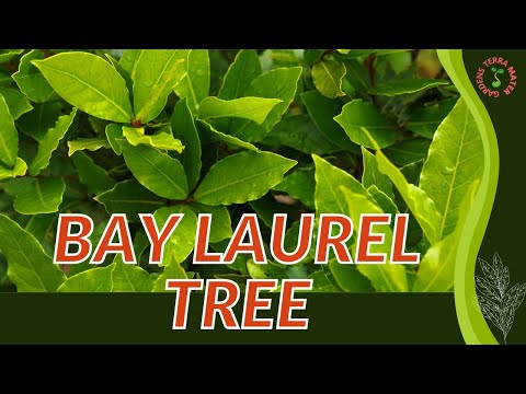 Bay Laurel Tree Growth, Growing and Care Tips! (companion planting, uses, origins)
