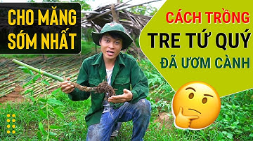 KỸ THUẬT CÁCH TRỒNG TRE ĐÃ GIÂM CÀNH | GIỐNG TRE TỨ QUÝ | TRE LẤY MĂNG BỐN MÙA