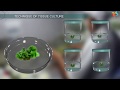 Tissue Culture