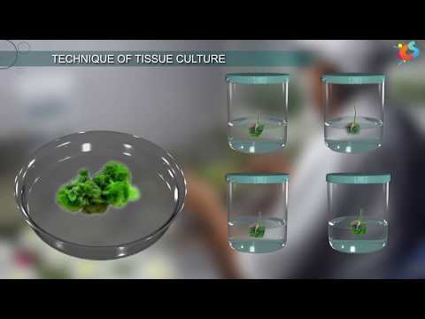 Video: Er vævskultur vegetativ formering?
