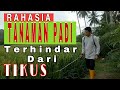 Cara Ampuh Mengusir Tikus Sawah || Mengendalikan Tikus Dari Tanaman Padi