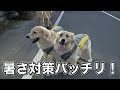 大型犬ゴールデンレトリバーの暑さ対策！クールベストが可愛すぎる