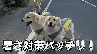 大型犬ゴールデンレトリバーの暑さ対策！クールベストが可愛すぎる