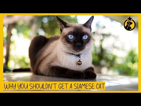 6 دلیل برای اینکه چرا نباید گربه سیامی داشته باشید