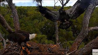 Northeast Florida Eagle Cam - YouTube