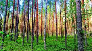 видео: Целебные звуки природы 🌿 Внутреннее спокойствие и умиротворение 🌿 Пение лесных птиц картинка: Целебные звуки природы 🌿 Внутреннее спокойствие и умиротворение 🌿 Пение лесных птиц