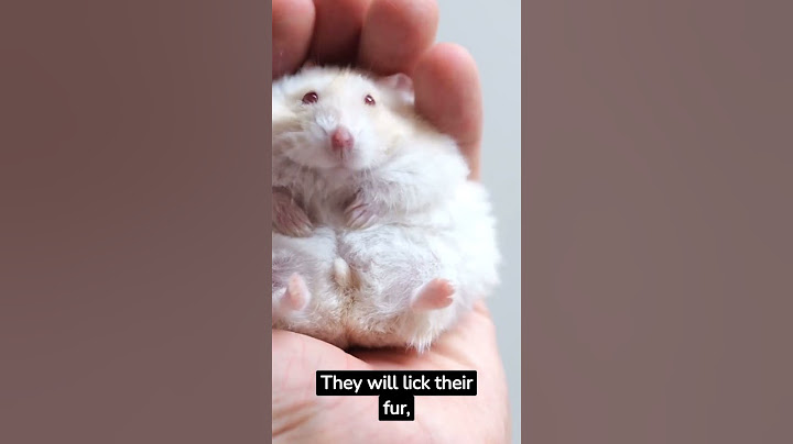 5 Habits of Hamsters