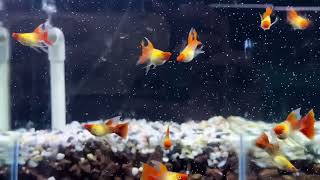 Most Beautiful Guppy Fish in the World #guppyfish #ornamentalfish #aquarium