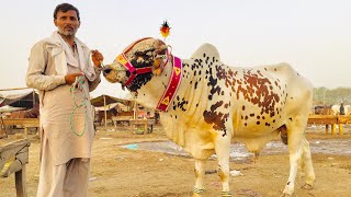 Cattle Market 2021 || Sold Out || Lahore Bakra Mandi Shahpur Kanjra