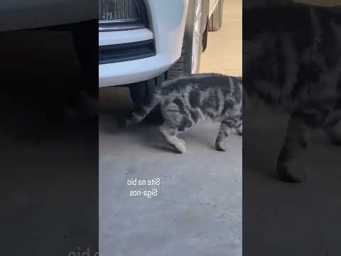 باهوش مثل این موش