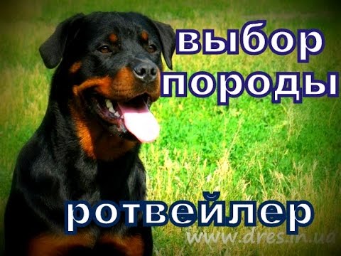 Выбор породы - ротвейлер - особенности дрессировки и воспитания