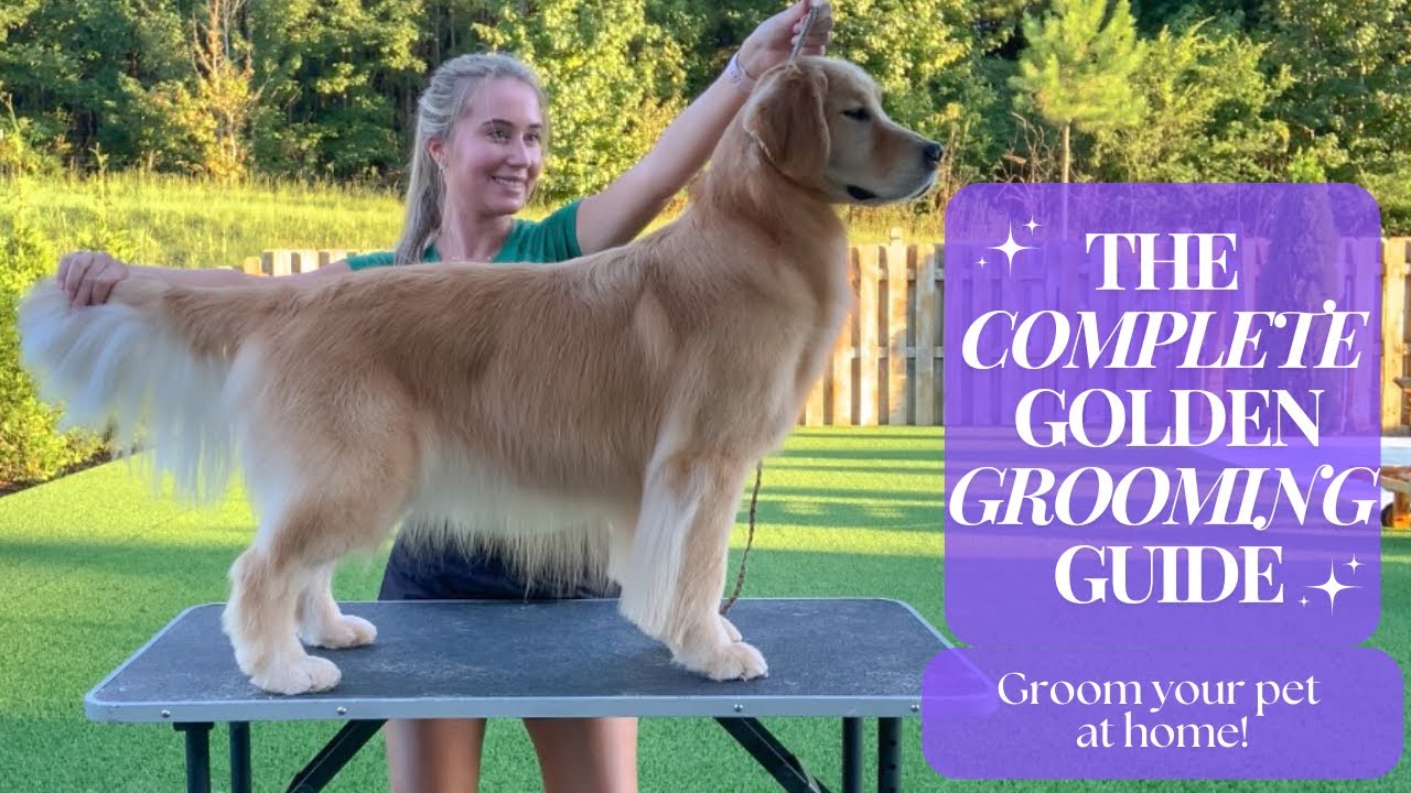 DIY Grooming vs Professional Services for Golden Retrievers