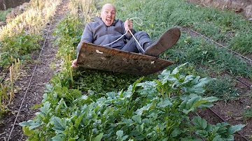 How do you cover crops in a no-till garden?