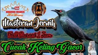 Masteran Jernih Cucak Keling Gacor llsudah terbukti