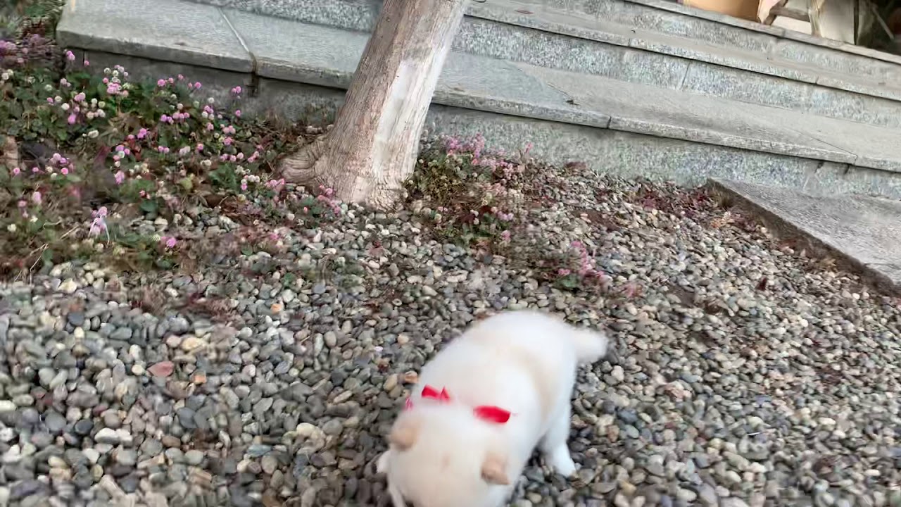 これまでで最高の白い 豆 最高の花の画像