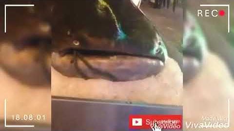 CÁ MẬP KHỔNG LỒ | cân nặng 249kg | cá tra dầu HCM