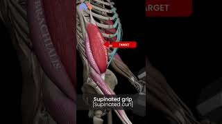 ๐ฅ Mid-Position vs. Supination Curls๐ฅ
Your grip position plays a key role in muscle activation and growth! Hereโs how these two curl variations work differently:
๐ Hammer Curls (Neutral Grip)
This variation emphasizes the brachioradialis, with the brachialis and biceps brachii assisting. Itโs a great way to build forearm strength and balanced arm development.
๐ Supination Curls (Palm-Up Grip)
The biceps brachii take over as you supinate, maximizing contraction and promoting optimal growth due to its insertion at the radial tuberosity.
๐ Upgrade your training with the Muscle & Motion Strength Training app - link in bio! ๐ฅ Mid-Position vs. Supination Curls๐ฅ