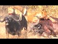 Buffalo Vs Lion ultimate dangerous fight to murder || Deadly fight Lion eats buffalo  alive Dr.Vivek