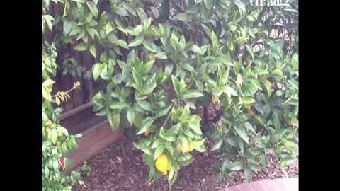 iPad 2 vs. Motorola Xoom: Picture Quality Test