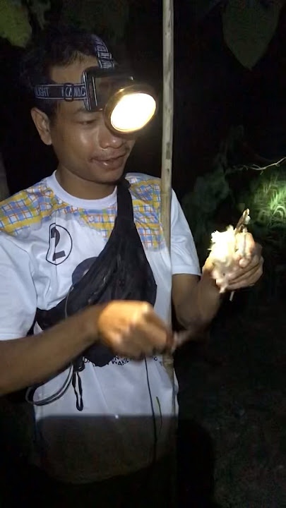 Tangkap burung kutilang malam hari #bolang #cakluqchannel #cariburung #sarangburung #kutilang