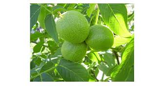 Chandler Fernor Walnut Saplings