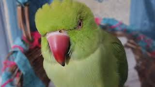 My Mithu has Blue Eyes/ angry parrot