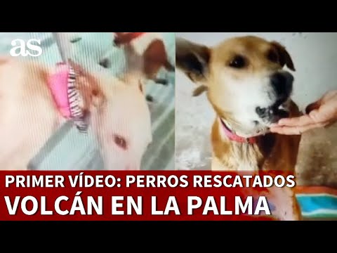 Primeras imágenes de los perros rescatados