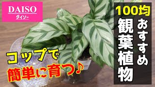 【知らなきゃ損】コップで育つ！100均の観葉植物を発見♪【カラテアの育て方】