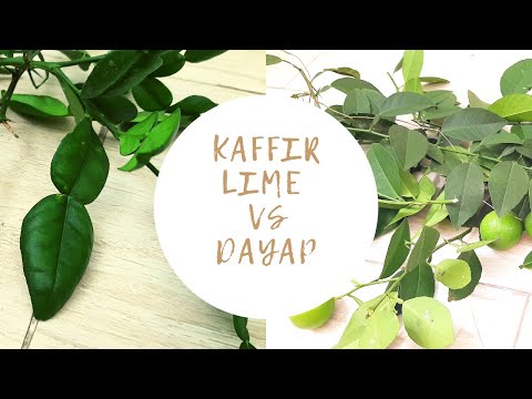 Video: Kafir Dayap