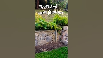 قران كريم بصوت جميل للشيخ ياسر الدوسري #المصحف #راحة_نفسية #اكسبلور#الرحمن #المصحف تصوير ي