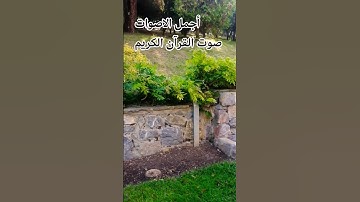 قران كريم بصوت جميل للشيخ ياسر الدوسري #المصحف #راحة_نفسية #اكسبلور#الرحمن #المصحف تصوير ي