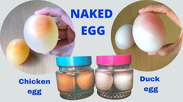 Naked Egg | Bouncy Egg Experiment | Chicken Egg vs Duck Egg | Egg and Vinegar Experiment