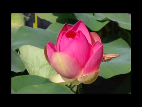 Video: Co znamená fialový lotosový květ?