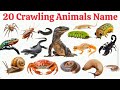 20 रेंगने वाले जानवरों के नाम | 20 Crawling Animals for Kids |LearnAnimal Names with Pictures