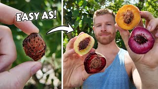I Grew All These Peaches From Seed - You Can Too! 🍑🌱💪