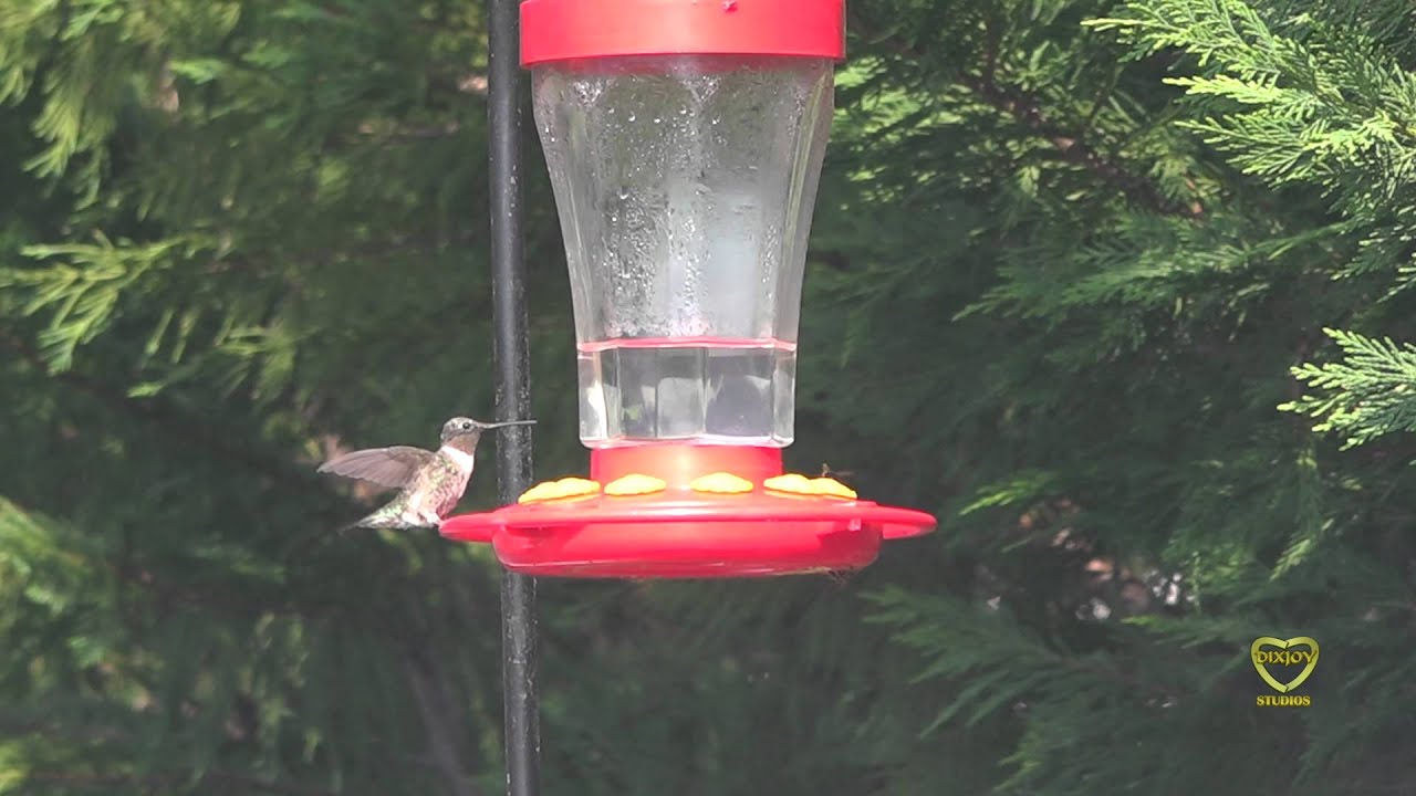 Secrets of the Hummingbird