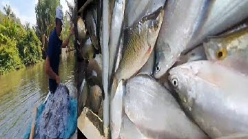 thả lưới cá thác lác bão cá rô #88# /săn bắt/ chủ nhật.4.7 fishing