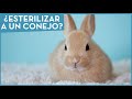 ¿Debería castrar a mi conejo o a mi coneja? 🐇 Campaña de esterilización en Madrid