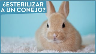 ¿Debería castrar a mi conejo o a mi coneja? 🐇 Campaña de esterilización en Madrid