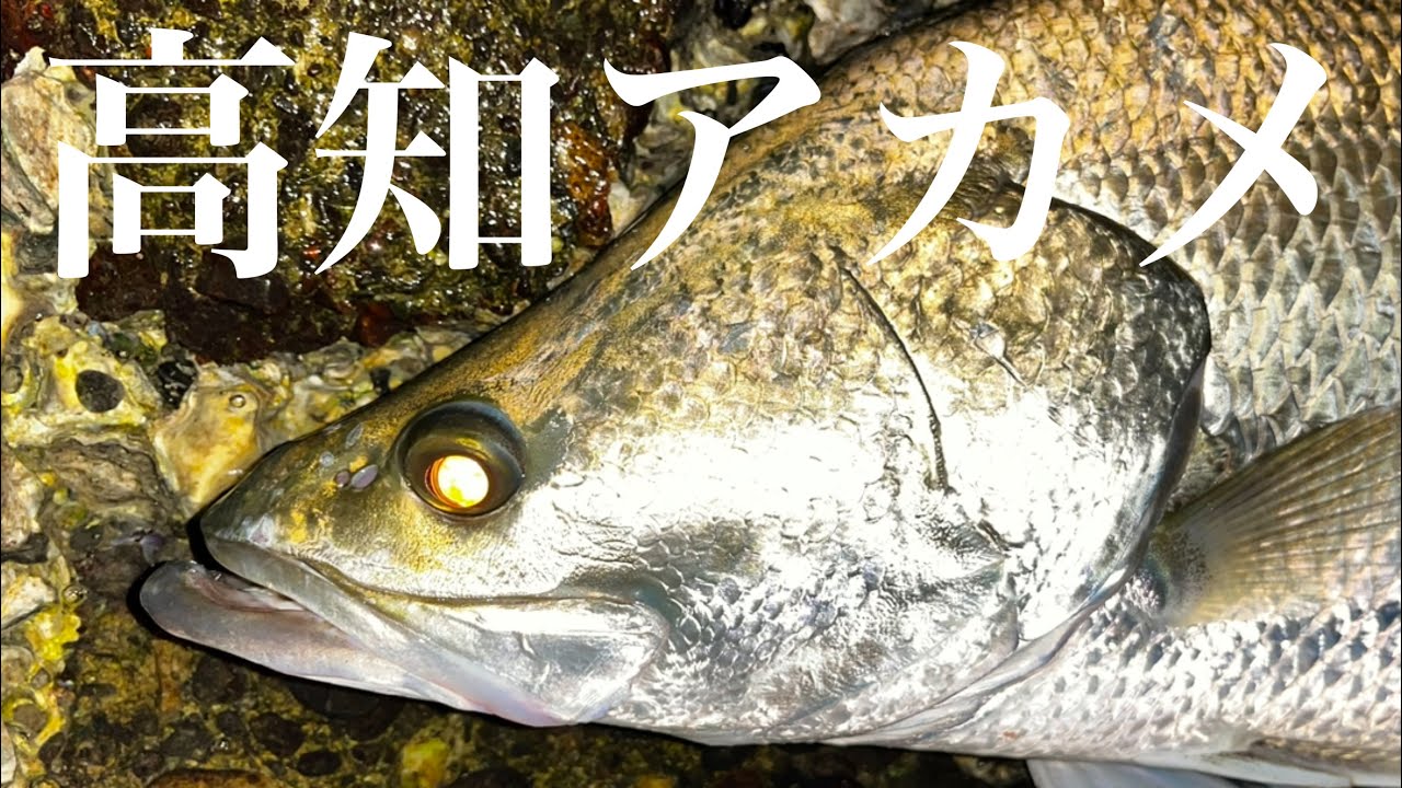 アカメの剥製‼️送料込み‼️高知、四万十川‼️ アカメを釣る。ー 高知県・浦戸湾・四万十川で日本三大怪魚を