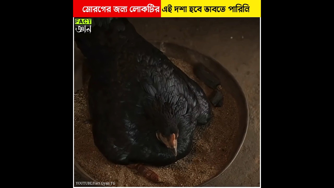 মোরগের জন্য লোকটির এই দশা হবে ভাবতে পারিনি #shorts