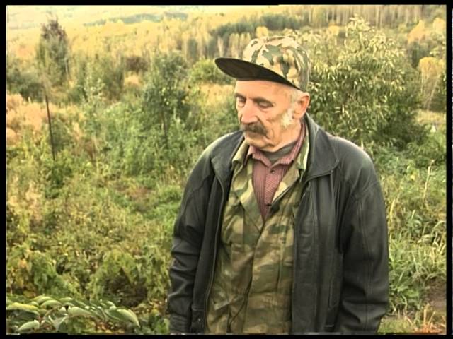 Аралия маньчжурская: описание и свойства