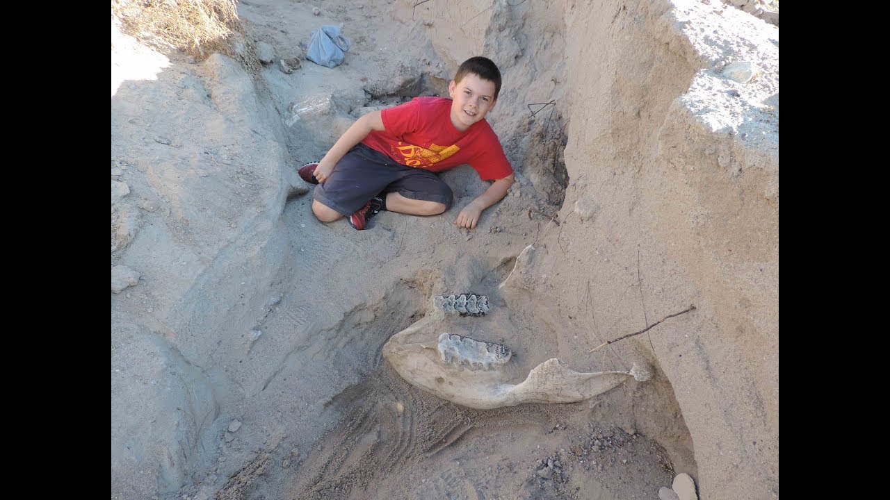 Boy finds 1.2 million-year-old fossil while playing outside