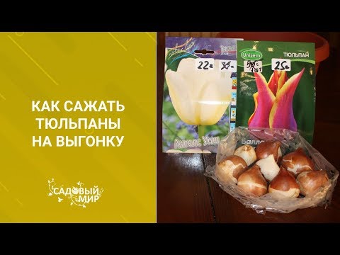 Выгонка тюльпанов дома в горшке. Как вырастить тюльпаны на окне дома.